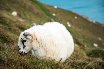 Obraz premium Irish Sheep in Slea Head, Dingle Circle, Ireland