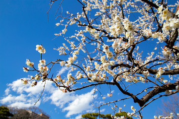 Plun blossoms in Koishikawa Korakuen Park