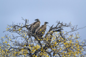 White backed Vulture in Kruger National park, South Africa ; Specie Gyps africanus family of Accipitridae
