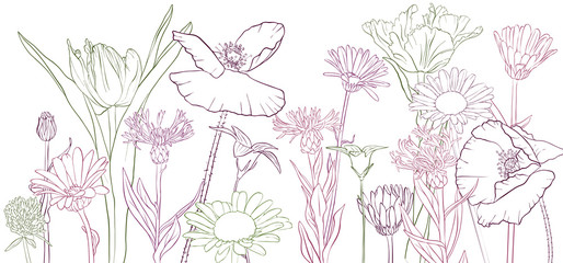 vector drawing poppy flowers