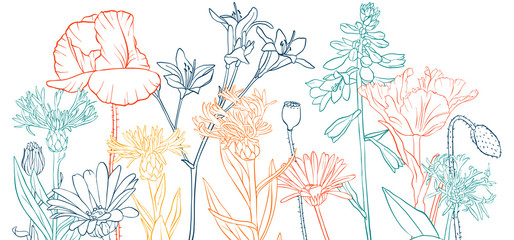 Vektorzeichnung Mohnblumen © cat_arch_angel