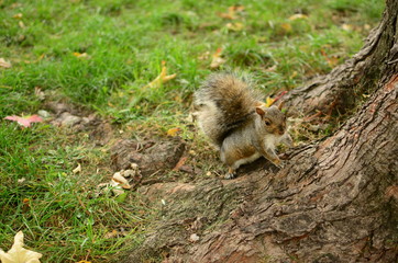 Squirrel