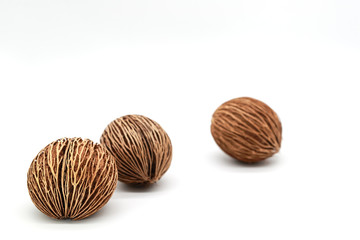 plant seeds isolated on white background.