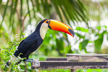 big black toucan with an orange beak sits on a perch