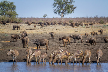 Fototapeta na wymiar Plains zebra in Kruger National park, South Africa