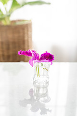 Purple orchid flower in glass on the table.