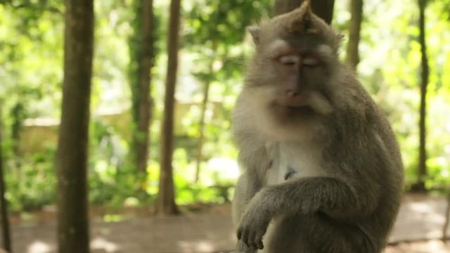 Ubud Monkey Forest - Monkey Sitting