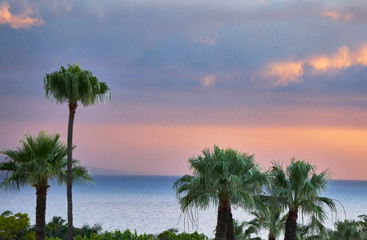 Tropical palm trees in Maui sunset