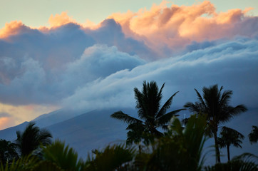 Fototapeta na wymiar Tropical palm trees in Maui sunset