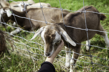 Goats in the Netherlands