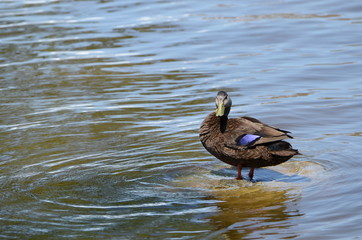 Duck in water