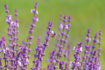 Fototapeta premium Bee is sucking nectar from beautiful basil leaf flowers which is purple color with blurred green background of rice field.