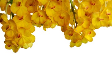 The whole flowering spike of fresh yellow color orchid isolated on white background with space for...