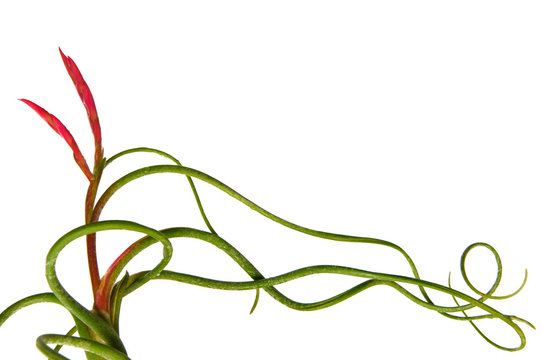 Air plant Tillandsia Caput-Medusae with its red and purple color flower. It grows without a substrate and its snake-shaped leaves look like medusa hair isolated on white background and space for text.