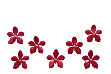 Flower Frame from red color orchid isolated on white background and space for text.