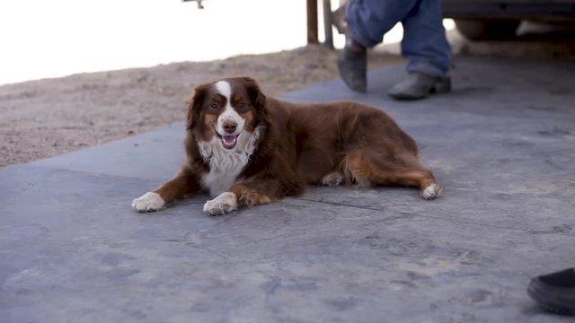 Australian Sheperd enjoys the wind in its face