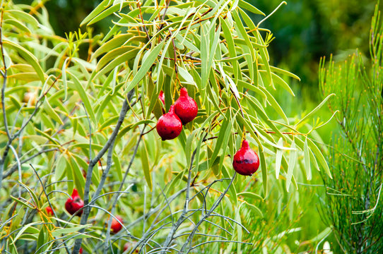 Desert Quandong Plant
