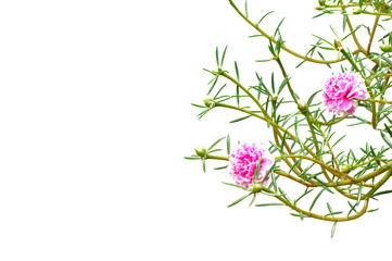 Pink-White color Moss Rose flower (or Purslane, Ten O'Clock, Sun Rose, Portulaca flowers) with green leaves isolated on white background with space for text.