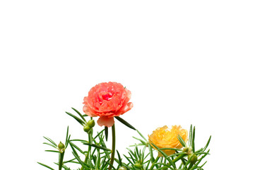 Yellow and Orange color Moss Rose flower (or Purslane, Ten O'Clock, Sun Rose, Portulaca flowers) with green leaves isolated on white background with space for text.