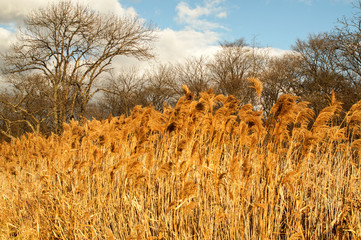 yellow grass against the blue sky