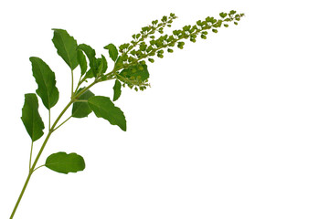 Naklejka premium Holy basil or hot basil leaves are use as ingredient of famous Thai cooking 