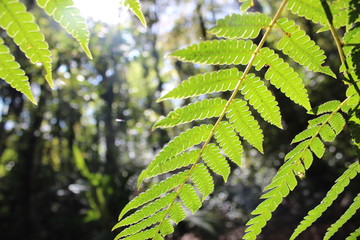 Leaves