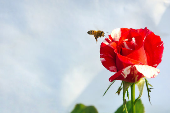 The bee flying at red mixes white color rose isolated on white background with space for text. Rose is flower that a lover likes to give to each other for Valentine’s Day in 14 February of every year.