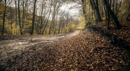 Fototapeta premium The concept of autumn. A long-distance Dirt road after a rain in the autumn forest covered with fallen yellow leaves