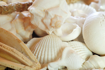 close-up of a heap of beach findings