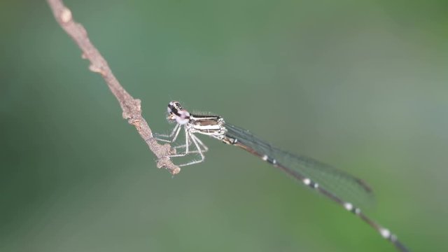 damselfly is resting and moving its legs on the twig