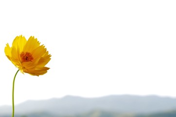 A background of yellow color Cosmos flower isolated with mountain scene.