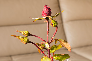 Beautiful red rose in a Bud. Conceptual design of greeting card
