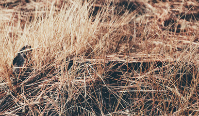 Abstract Pine Needles