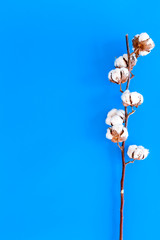 White dried flowers of cotton on blue background top view space for text