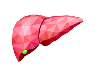 polygonal art of human liver design. Abstract anatomy organ. World Hepatitis Day. Illustration isolated on white background.