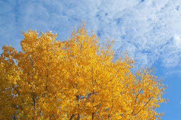 Fototapeta premium Tree with yellow leaves.