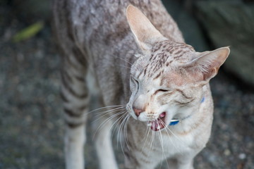 close up image of a cat meowing with copy space