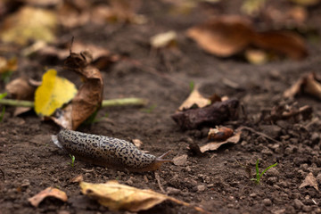 Limax maximus - leopard slug crawling on the ground among the leaves and leaves a trail
