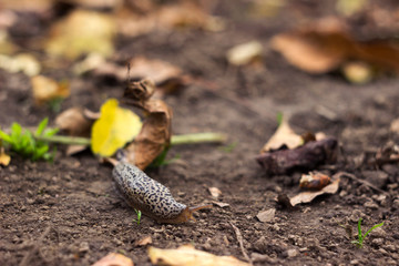 Limax maximus - leopard slug crawling on the ground among the leaves and leaves a trail
