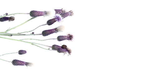 Purple Flower head isolated on the white background.