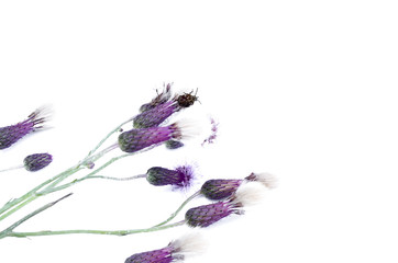 Purple Flower head isolated on the white background.