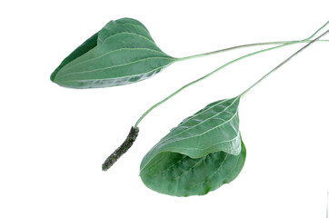 Green leaf of plantain plant isolated on white background.