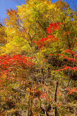 Autumn Leaves of Narukokyou