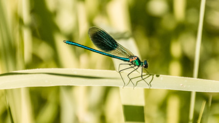 Macro of dragonfly on leaf