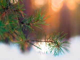 Pine Tree Fir Branch In The Winter Forest. Colorful Blurred Warm Christmas Lights In Background. Decoration, Design Concept With Copy Space.