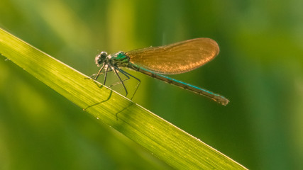 Macro of dragonfly on leaf