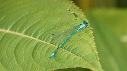 Macro of dragonfly on leaf