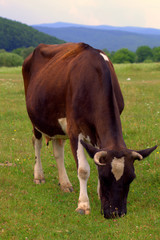 Naklejka premium cow on pasture