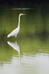 L i t t l e   h e r o n 