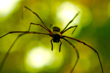 SPIDER